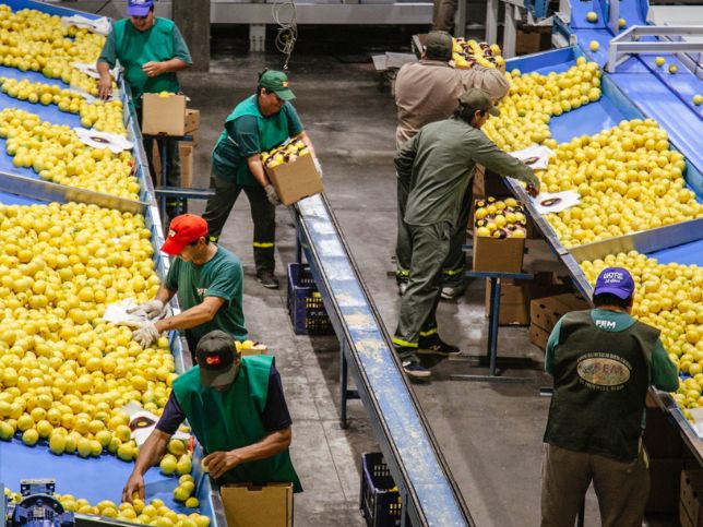 Proceso de producción Fem Fruit